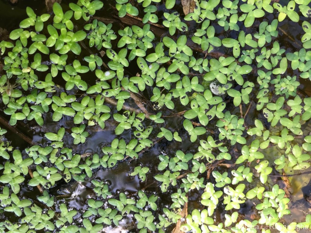 Spirodela punctata (G.Mey.) C.H.Thomps.